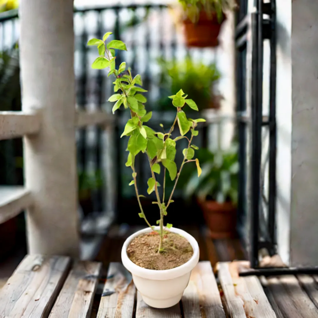 Hibiscus / Gudhal White in 8 Inch Classy White Plastic Pot