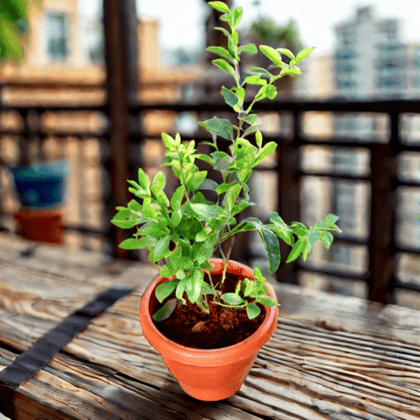 Nimbu / Lemon Plant in 10 Inch Classy Red Plastic Pot