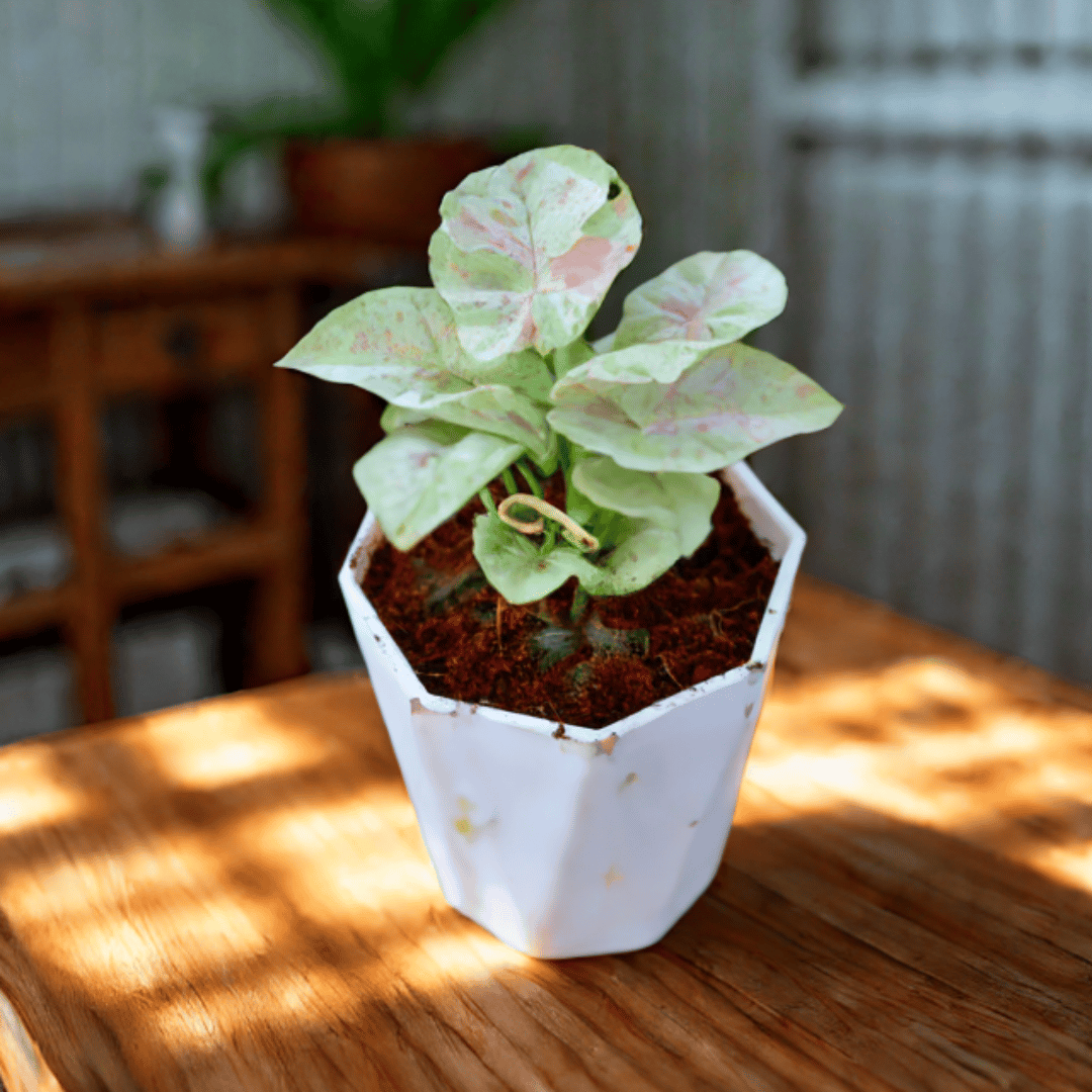 Syngonium Milky in 4 Inch White Premium Diamanti Plastic Pot