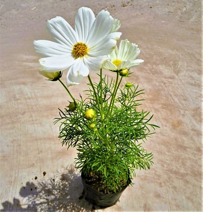Cosmos Chinese (any colour) in 3 Inch Nursery Bag