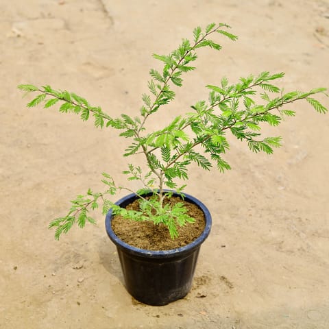 Shami in 8 Inch Nursery Pot