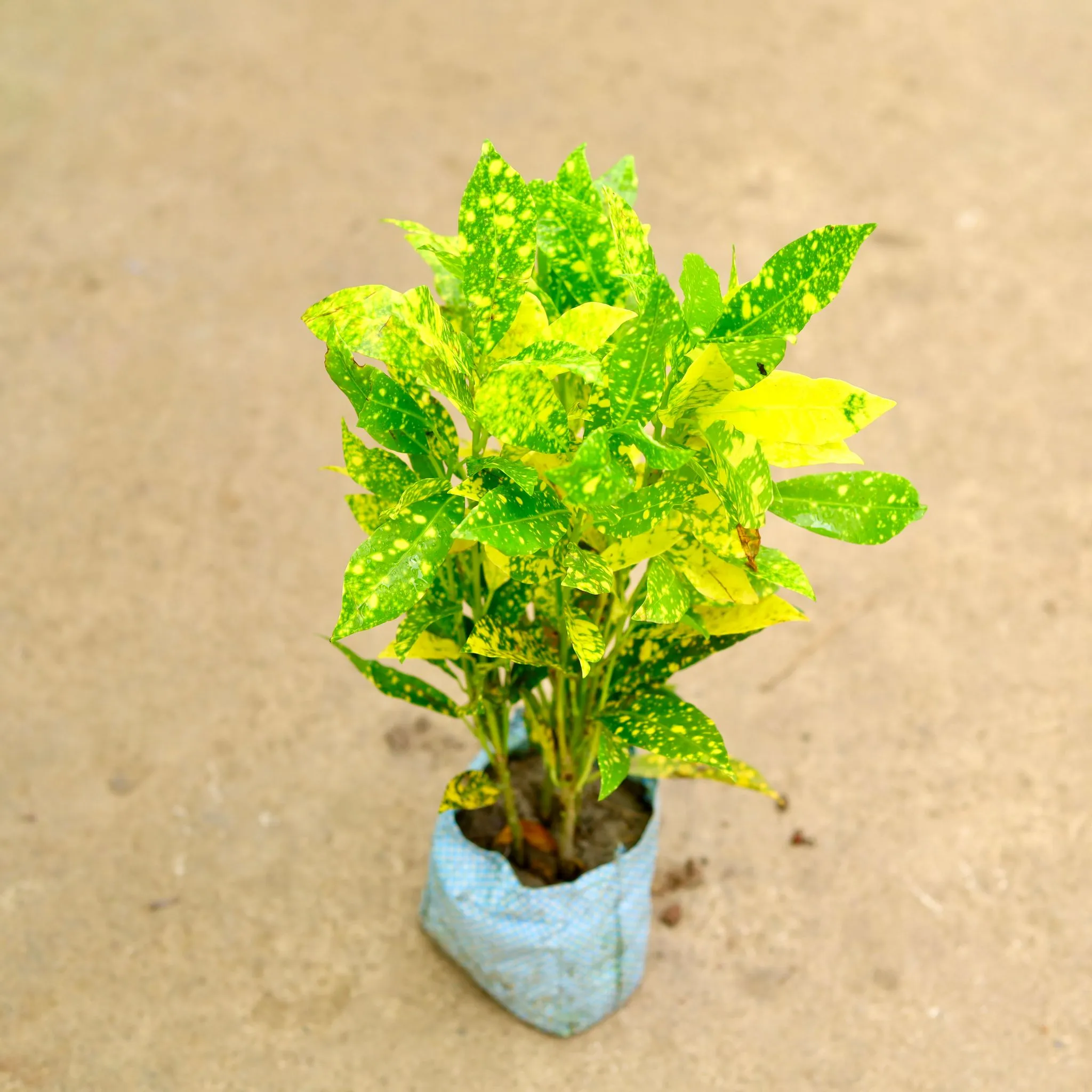 Baby Croton in 4 Inch Nursery Bag