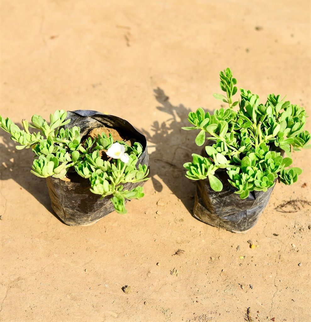 Set of 2 - Purslane / Kulfa in 4 inch Nursery bag Set of 2 - Purslane / Kulfa in 4 inch Nursery bag