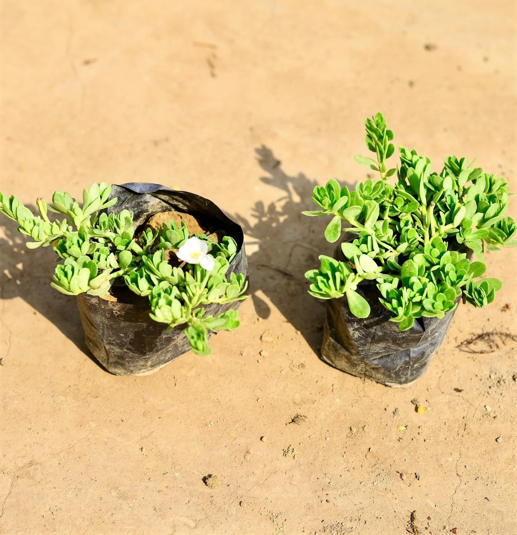 Set of 2 - Purslane / Kulfa in 4 inch Nursery bag