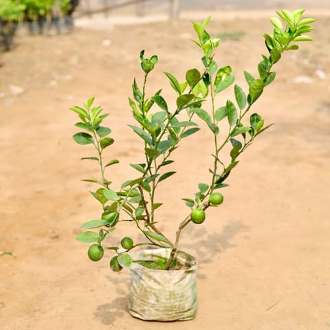 Kagzi Lemon /Nimbu Plant Fruited in 7 Inch Nursery Bag
