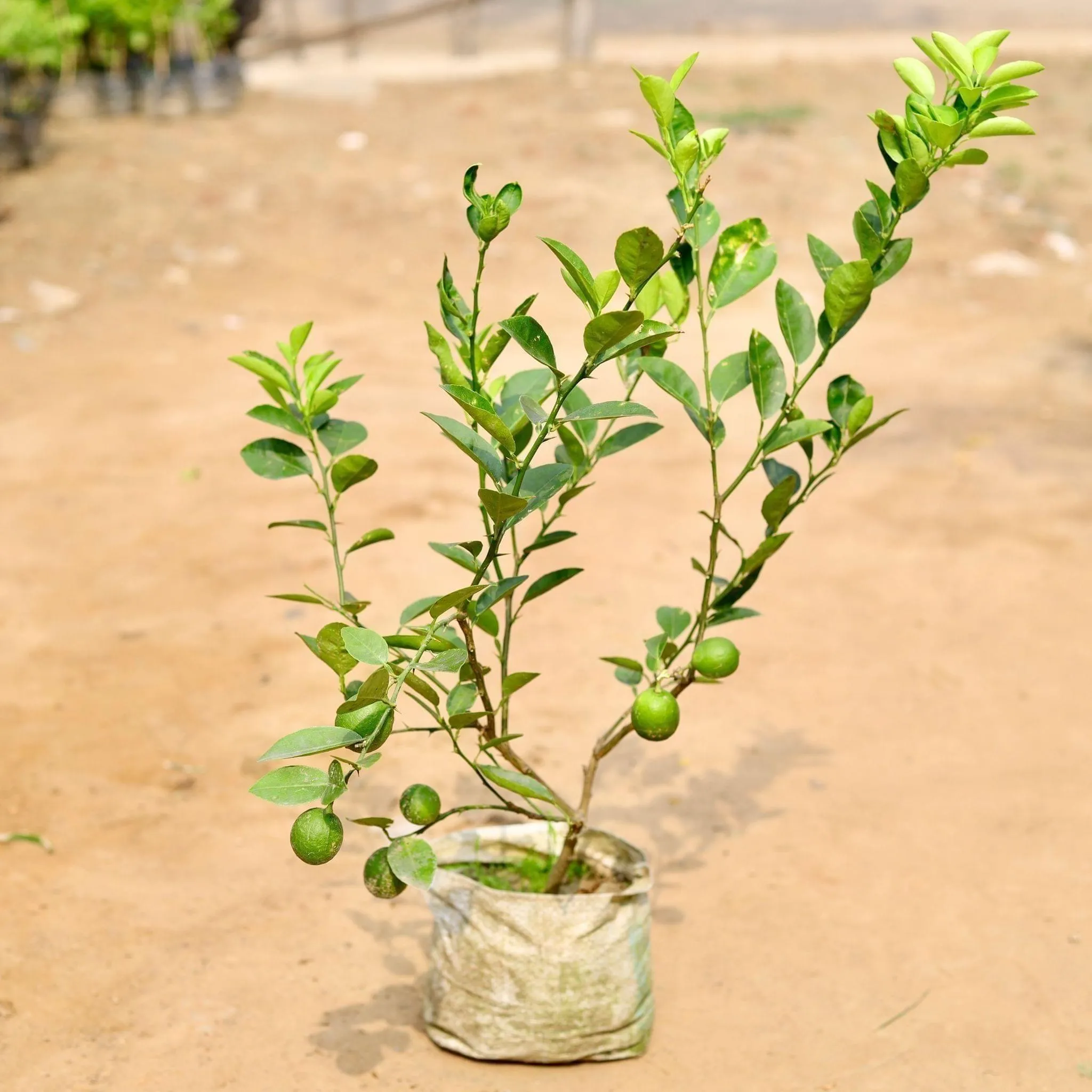 Kagzi Lemon /Nimbu Plant Fruited in 7 Inch Nursery Bag