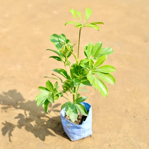 Schefflera Green in 4 inch Nursery bag
