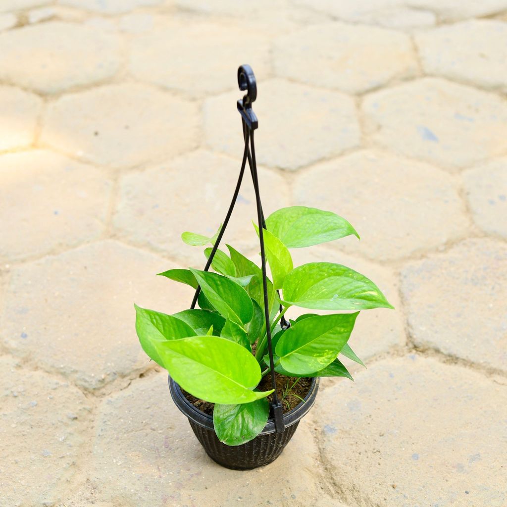 Money Plant Green in 7 Inch Black Hanging Basket Money Plant Green in 7 Inch Black Hanging Basket