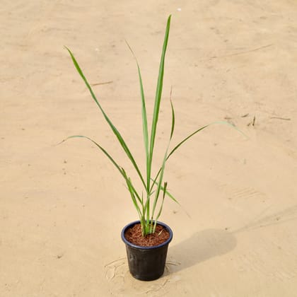 Buy Lemon Grass in 6 Inch Black Super Nursery Pot Online | Urvann.com
