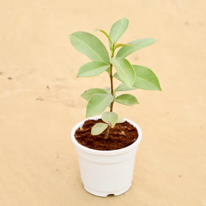 Buy Jamun / Black Berry in 4 Inch White Super Nursery Pot Online | Urvann.com