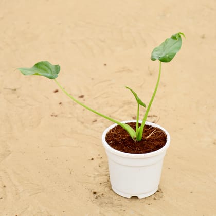 Buy Philodendron Green in 4 Inch White Super Nursery Pot Online | Urvann.com