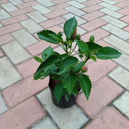 Buy Hibiscus (any colour) in 6 Inch Nursery Bag Online | Urvann.com