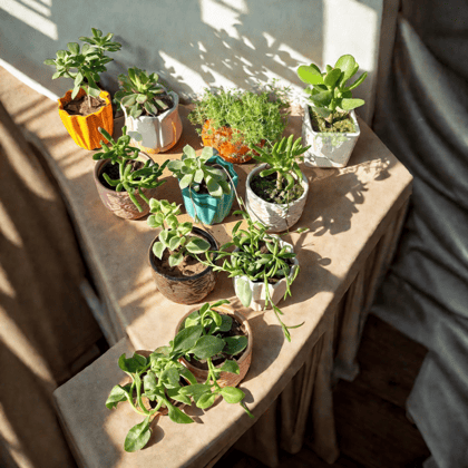 Succulent Surprise - Assorted Succulent in 3 Inch Designer Ceramic Pot (any colour & design)