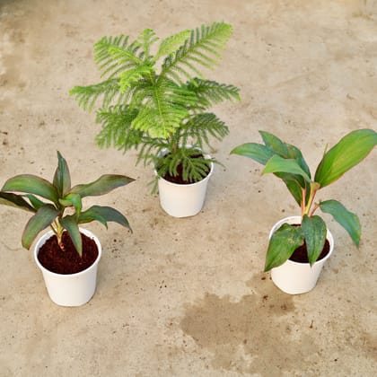 Buy Set of 3 - Araucaria / Christmas Tree, Dracaena Rosea & Kedarnath in 6 Inch White Nursery Pot Online | Urvann.com