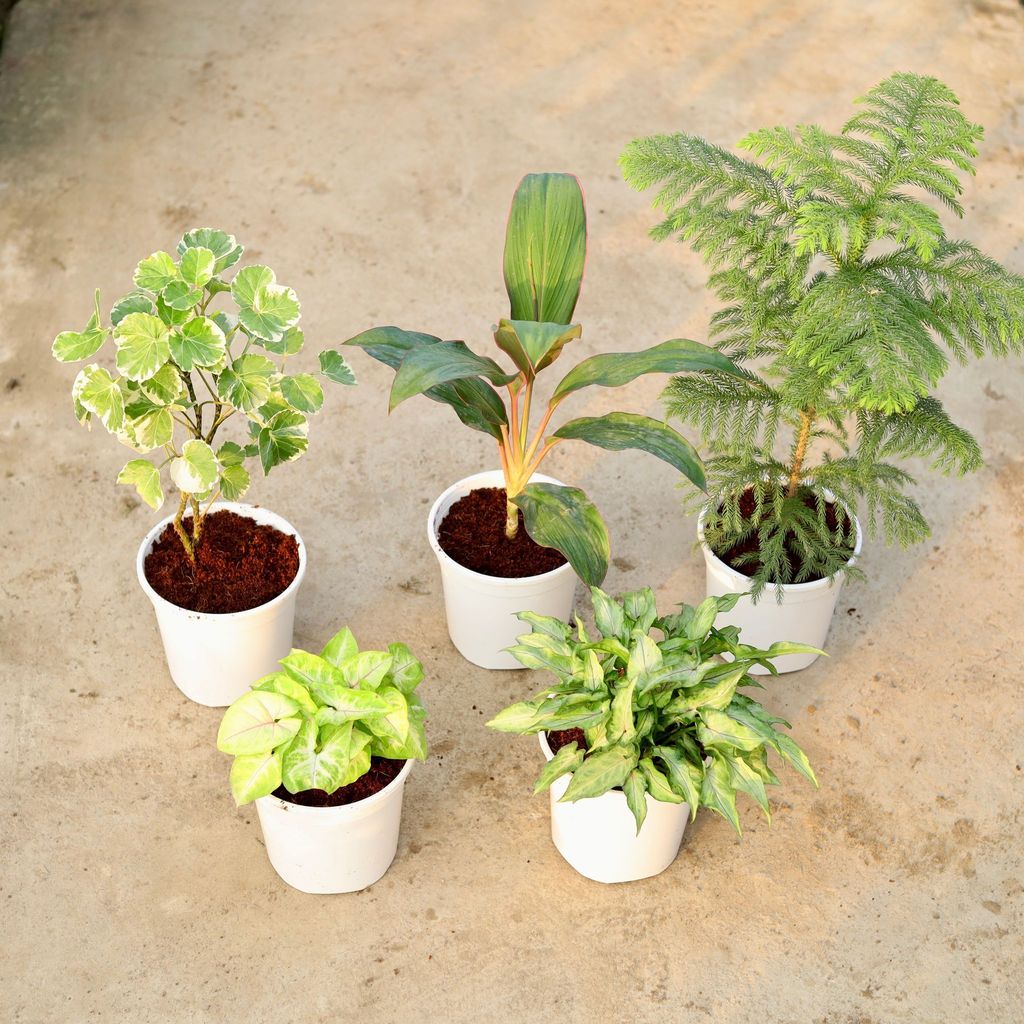 Buy Set of 5 - Aralia Dinner Plate, Dracaena Rosea, Araucaria / Christmas Tree, Syngonium Golden & Yami Green in 6 Inch White Nursery Pot Online | Urvann.com The Designer Foliage Set - Set of 5 - Aralia Dinner Plate, Dracaena Rosea, Araucaria / Christmas Tree, Syngonium Golden & Yami Green in 6 Inch White Nursery Pot
