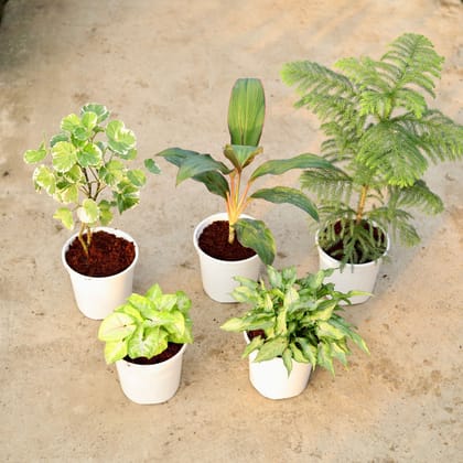 Buy Set of 5 - Aralia Dinner Plate, Dracaena Rosea, Araucaria / Christmas Tree, Syngonium Golden & Yami Green in 6 Inch White Nursery Pot Online | Urvann.com