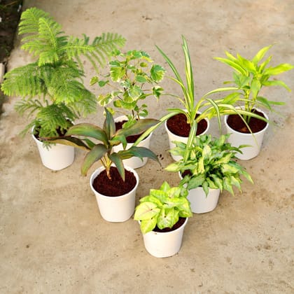 Buy Set of 7 - Araucaria / Christmas Tree, Aralia Dinner Plate , Pandanus / Screw pine, Lucky Bamboo, Dracaena Rosea, Syngonium Yami Green & Syngonium Golden in 6 Inch White Nursery Pot Online | Urvann.com