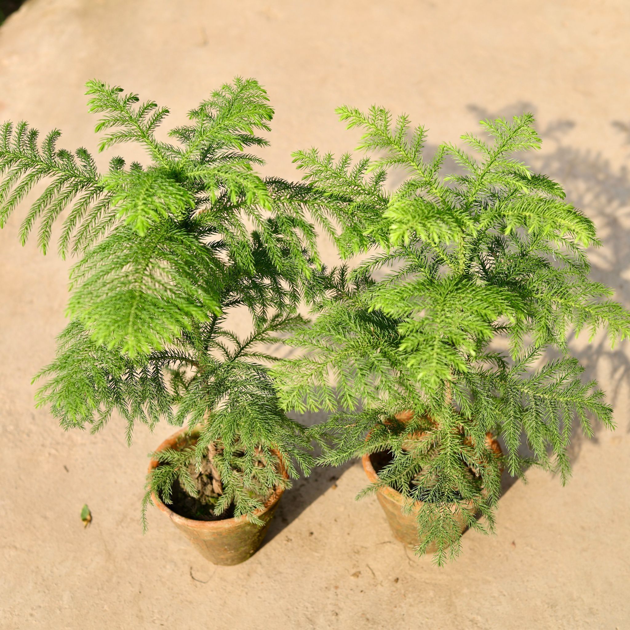 Set of 2 - Araucaria / Christmas Tree in 5 Inch Nursery Pot