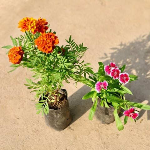 Set of 2 - French Marigold / Genda & Dianthus (any colour) in 4 Inch Nursery Bag