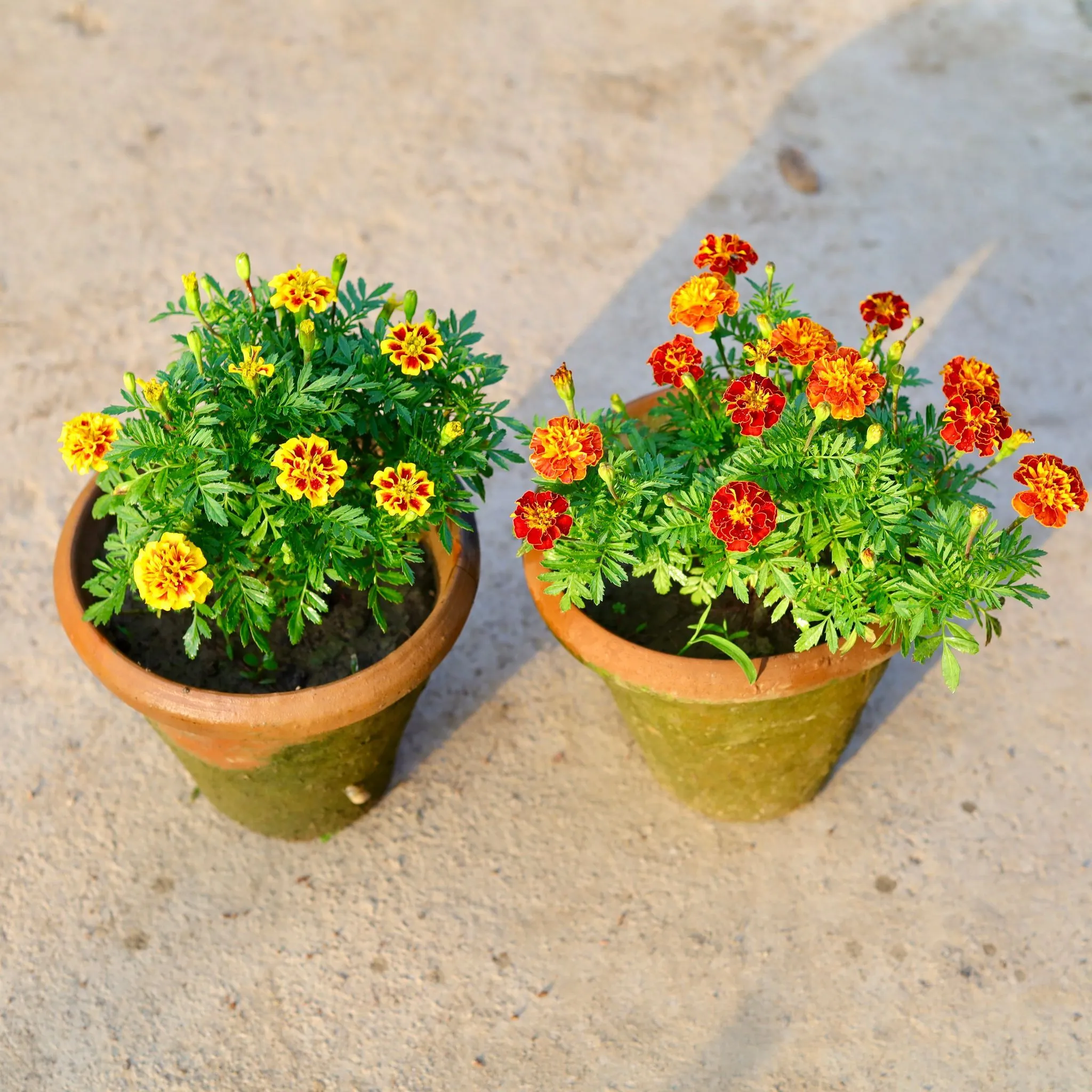 Set of 2 - French Marigold / Genda (any colour) in 8 Inch Nursery Pot