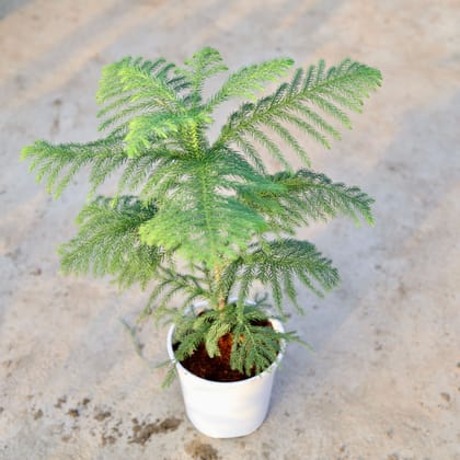 Buy Araucaria / Christmas Tree in 6 Inch White Nursery Pot Online | Urvann.com