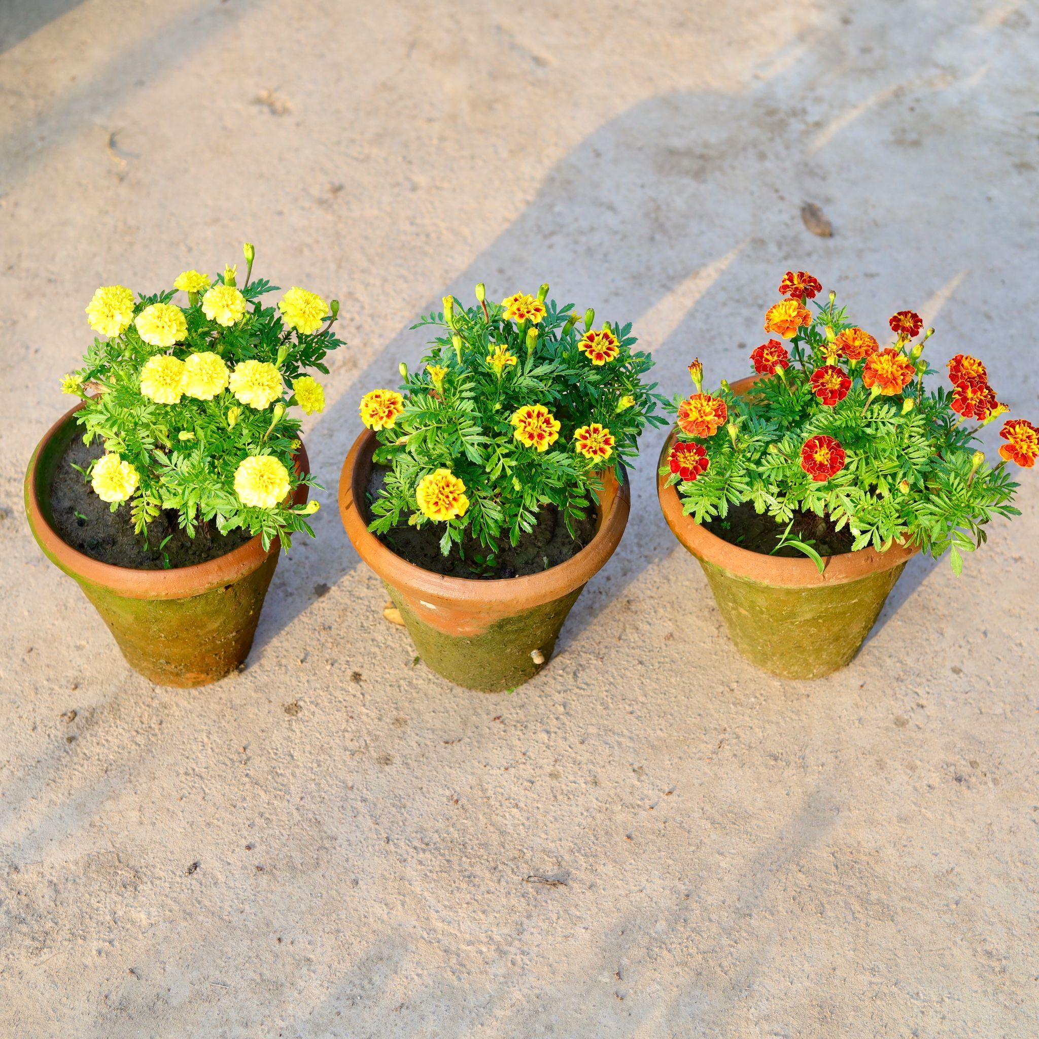 Set of 3 - French Marigold / Genda (any colour) in 8 Inch Nursery Pot