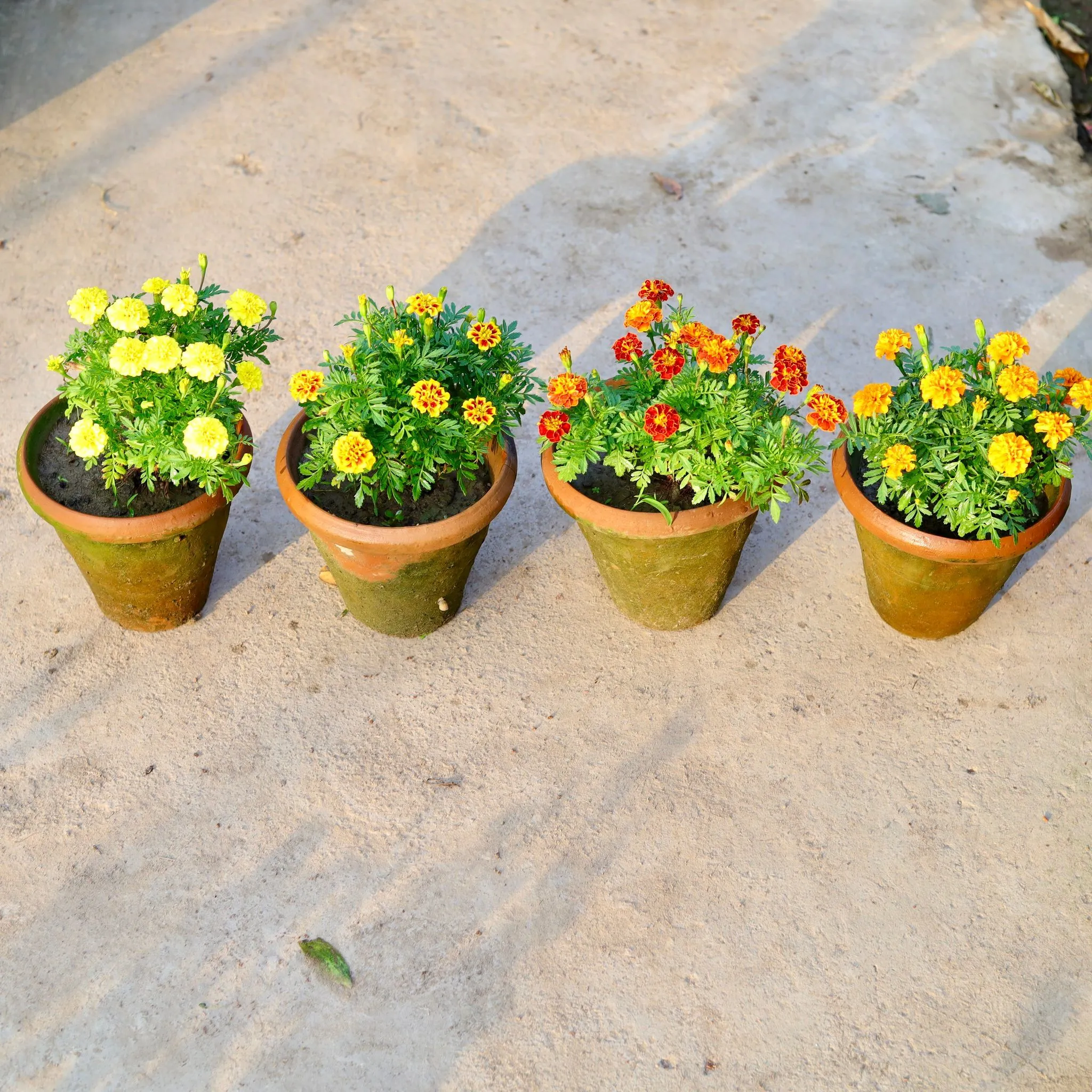 Set of 4 - French Marigold / Genda (any colour) in 8 Inch Nursery Pot