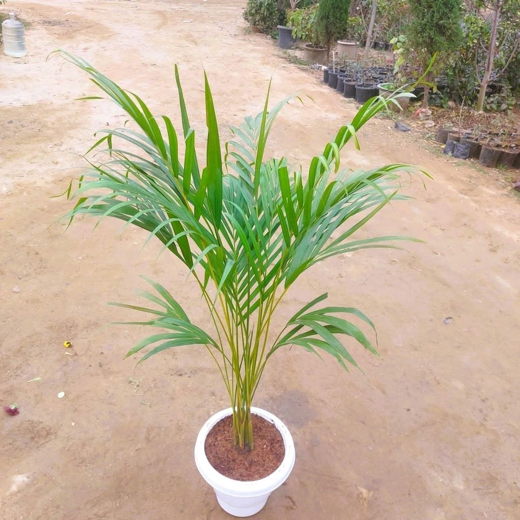 Buy Areca Palm (~ 3 ft) in 10 Inch White plastic pot Online | Urvann.com Areca Palm (~ 4 ft) in 10 Inch White plastic pot