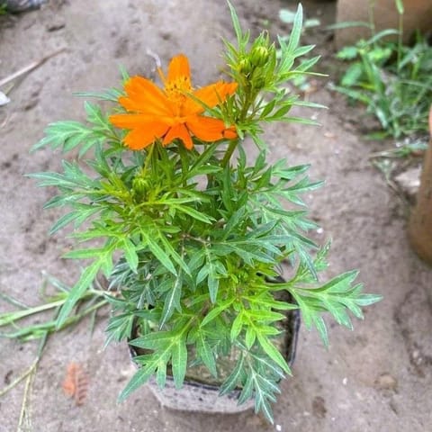 Cosmos (any colour) in 3 Inch Nursery Bag