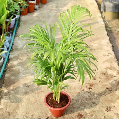 Air Purifying - Areca Palm (~ 1 Ft) in 10 Inch Live Plant Classy Red Plastic Pot