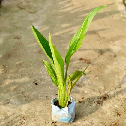 Buy Traveler Palm In 8 Inch Nursery Bag Online | Urvann.com