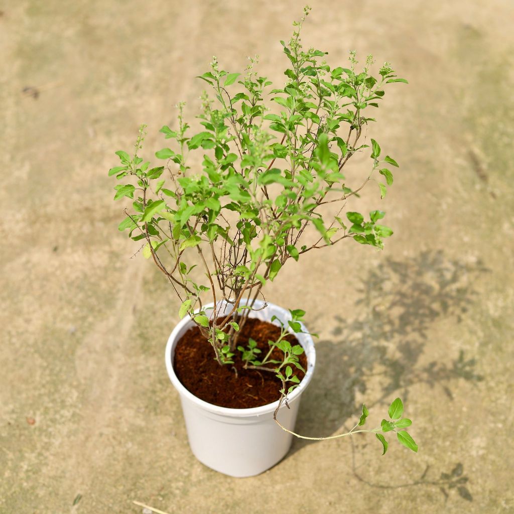 Buy Rama Tulsi In 6 Inch White Nursery Pot Online | Urvann.com Rama Tulsi in 6 Inch White Nursery Pot