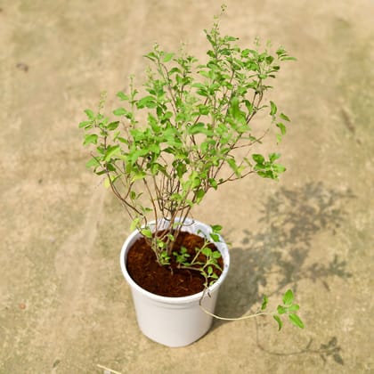 Buy Rama Tulsi In 6 Inch White Nursery Pot Online | Urvann.com