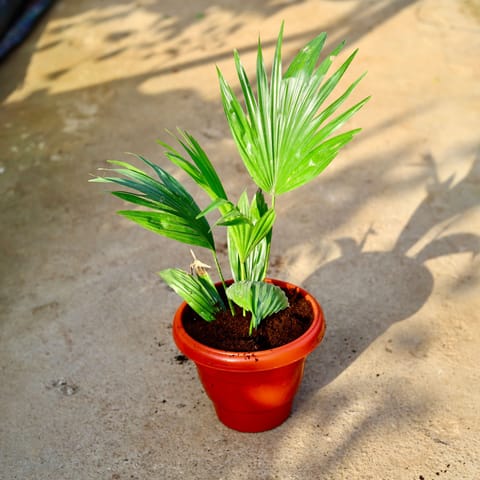 Air Purifying - China Palm / Fan Palm in 8 Inch Terracotta Red Classy Plastic Pot