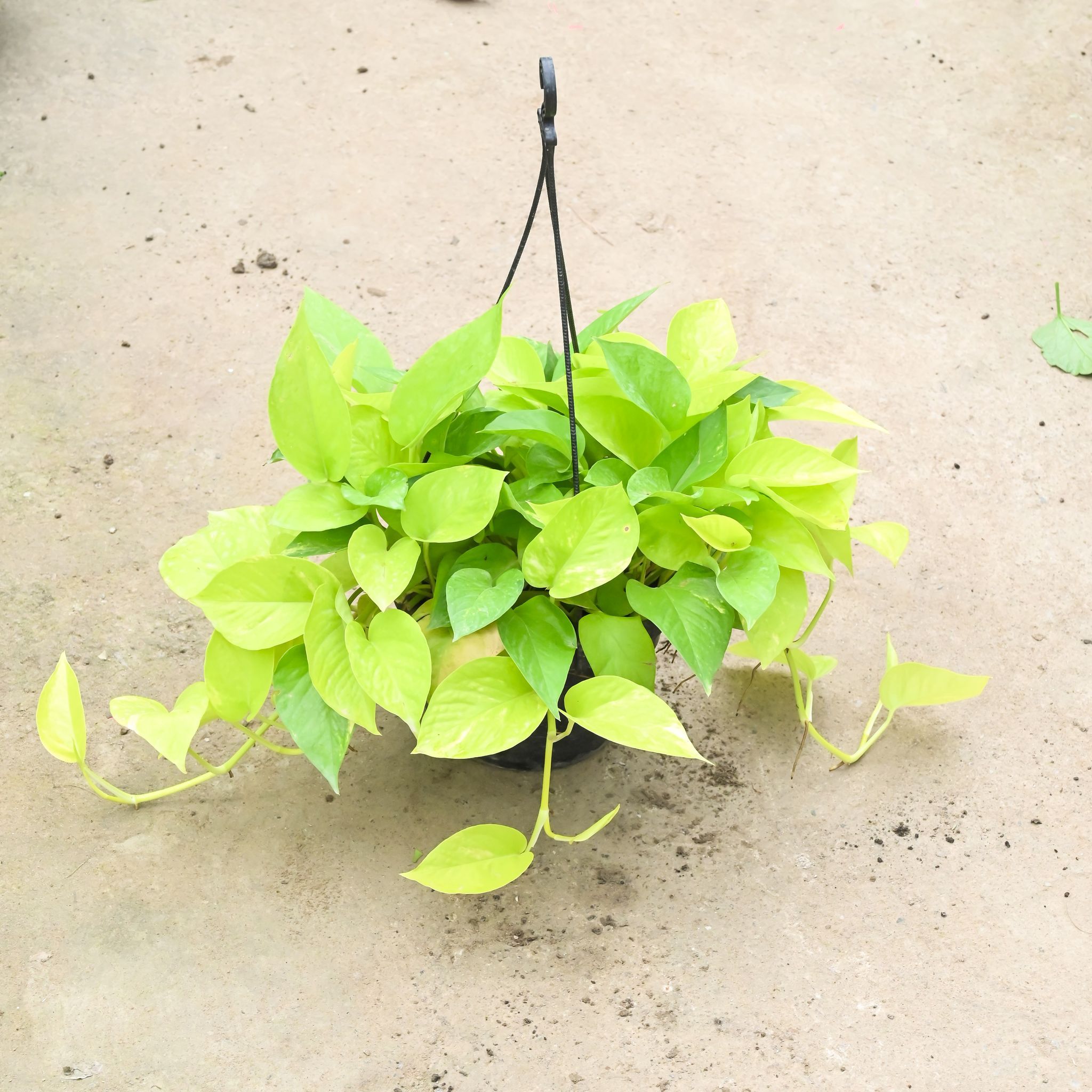 Air Purifying - Money Plant Golden (Bushy) in 7 Inch Black Hanging Basket