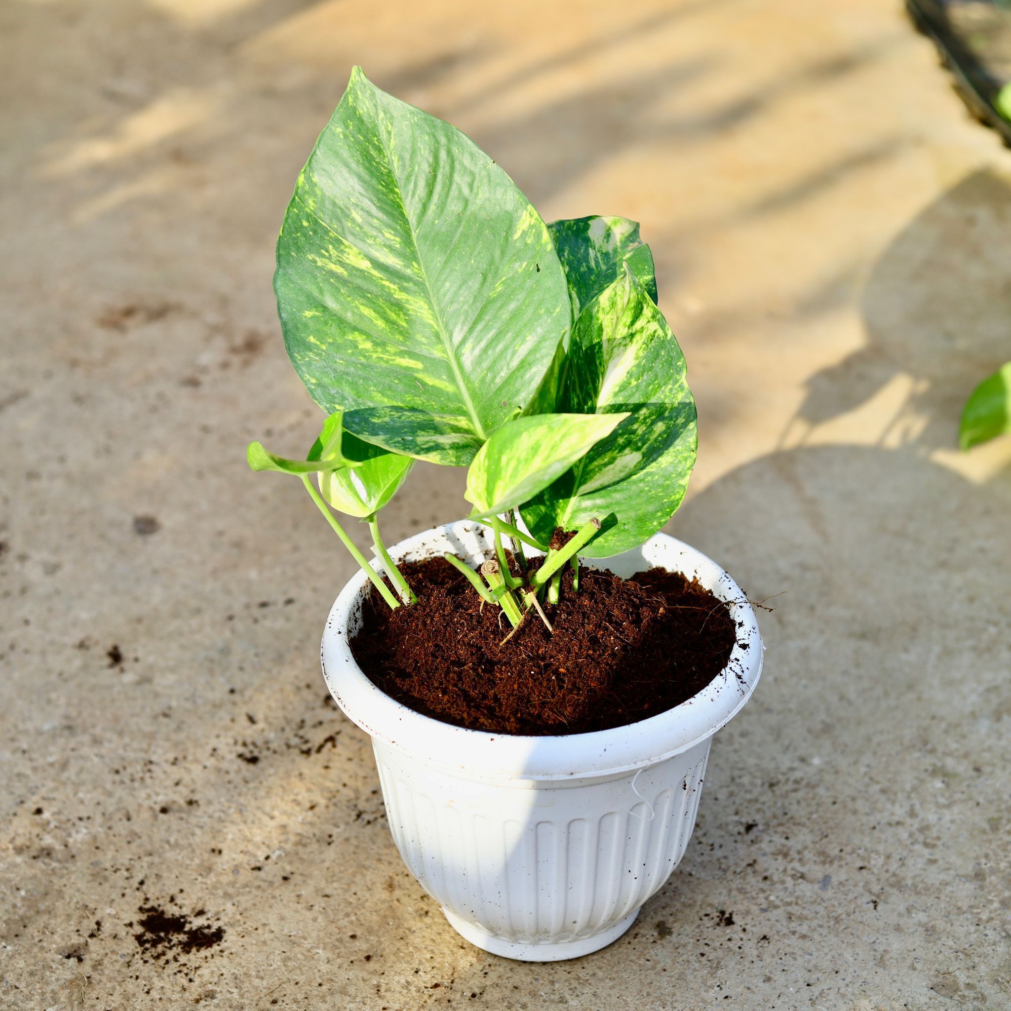 Money Plant Variegated in 8 Inch White Olive Plastic Pot