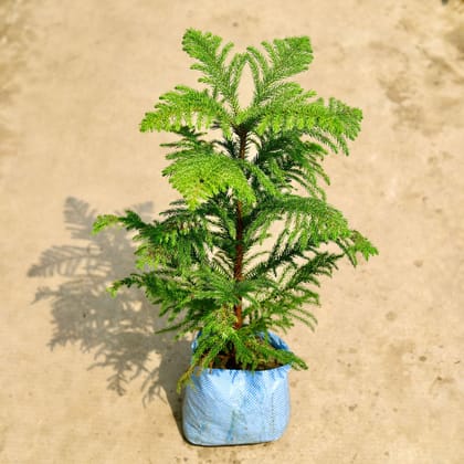 Buy Araucaria / Christmas Tree (~ 2 Ft) in 4 Inch Nursery Bag Online | Urvann.com