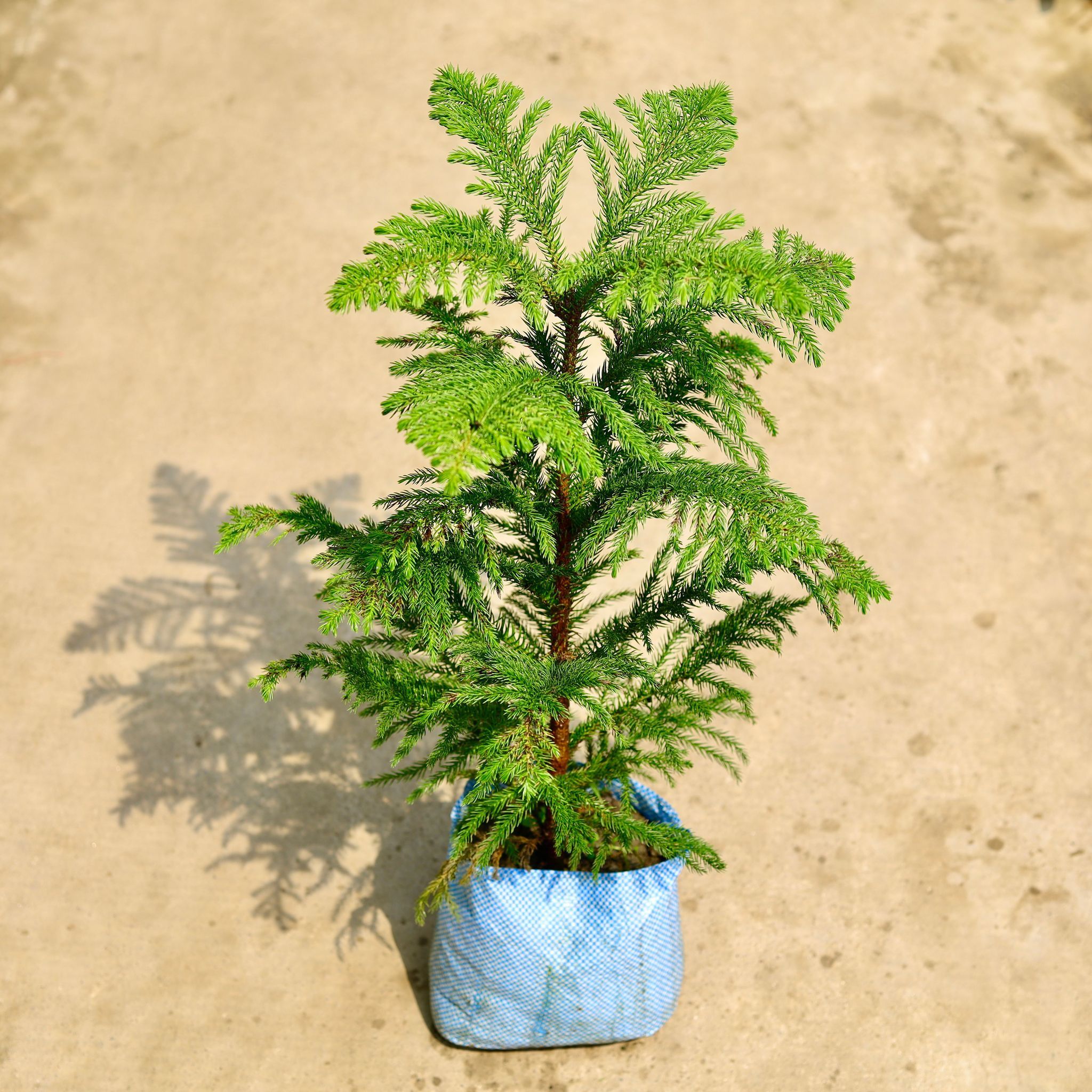 Araucaria / Christmas Tree (~ 2 Ft) in 4 Inch Nursery Bag