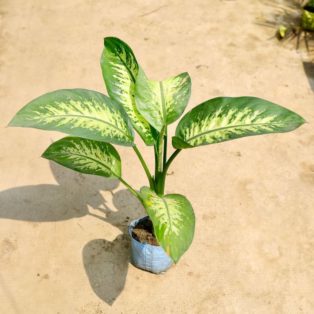 Buy Dieffenbachia Seguine in 8 Inch Nursery Bag Online | Urvann.com Dieffenbachia Seguine in 8 Inch Nursery Bag