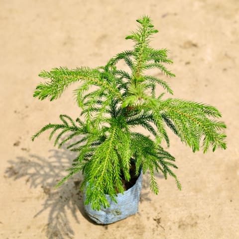 Araucaria / Christmas Tree (~ 1.5 Ft) in 4 Inch Live Plant Nursery Bag