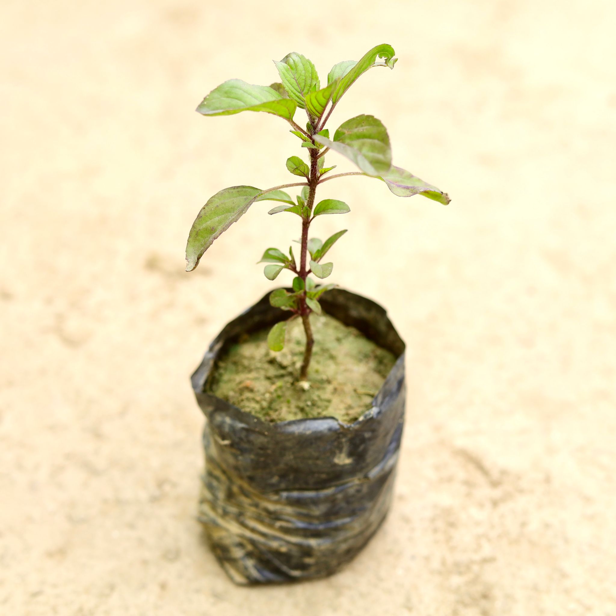 Shyama Tulsi in 4 Inch Nursery Bag