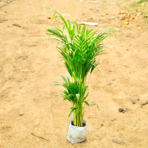 Air Purifying - Areca Palm (~ 4 Ft) in 8 Inch Nursery Bag