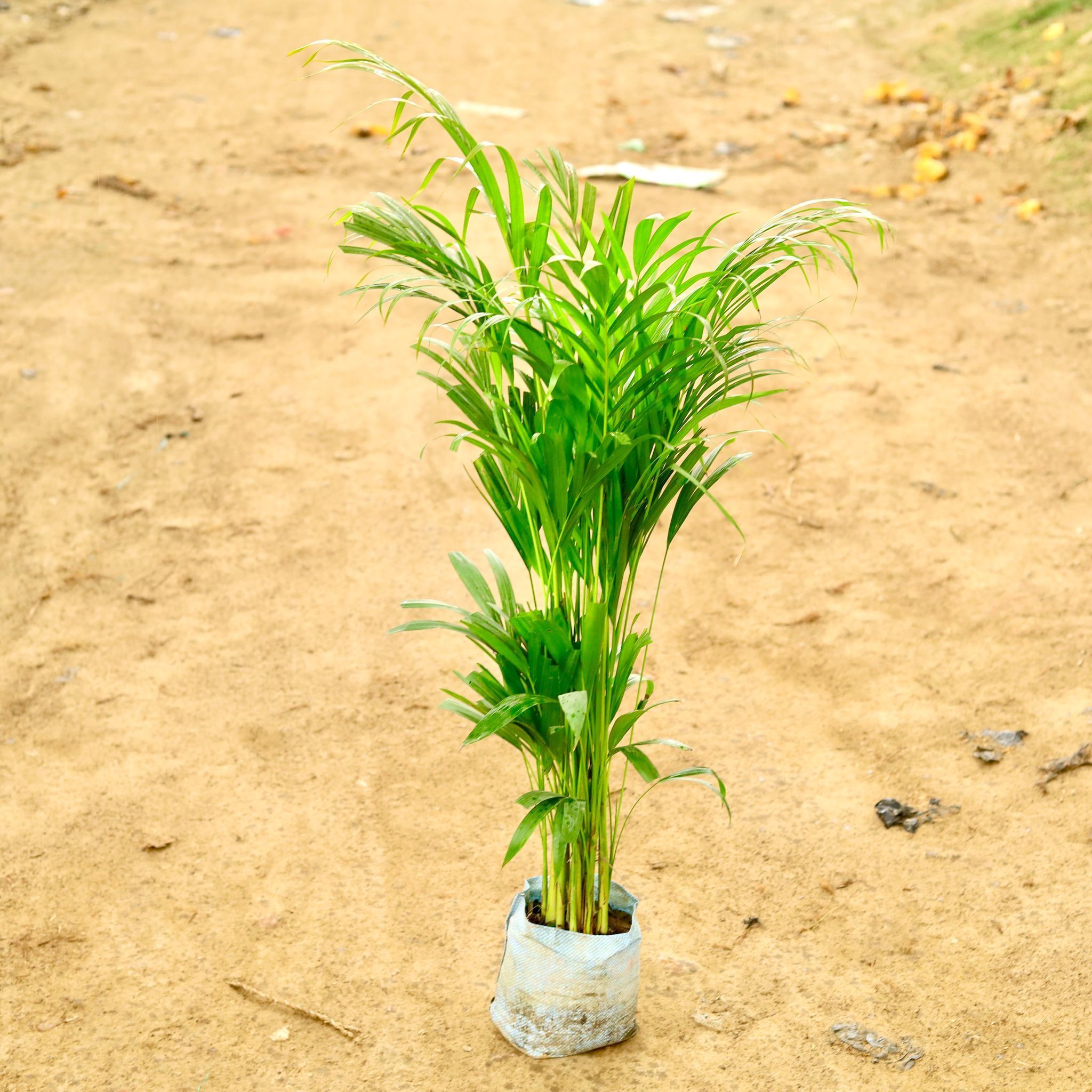 Air Purifying - Areca Palm (~ 4 Ft) in 8 Inch Nursery Bag