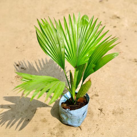 Air Purifying - China / Fan Palm in 4 Inch Nursery Bag