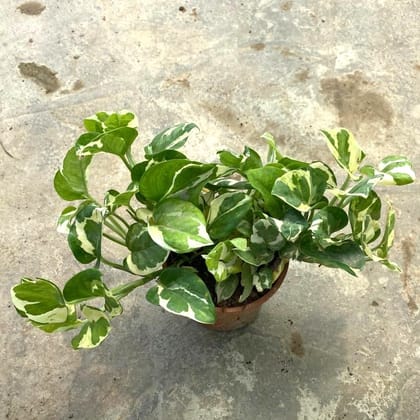 Buy Money Plant N'joy in 5 Inch Nursery Pot Online | Urvann.com