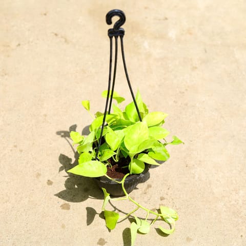 Air Purifying - Money Plant Golden in 6 Inch Live Plant Hanging Basket