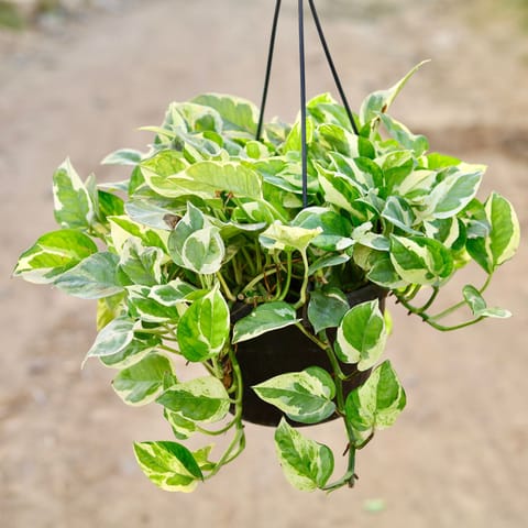 Money Plant Njoy in 8 Inch Live Plant Hanging Basket