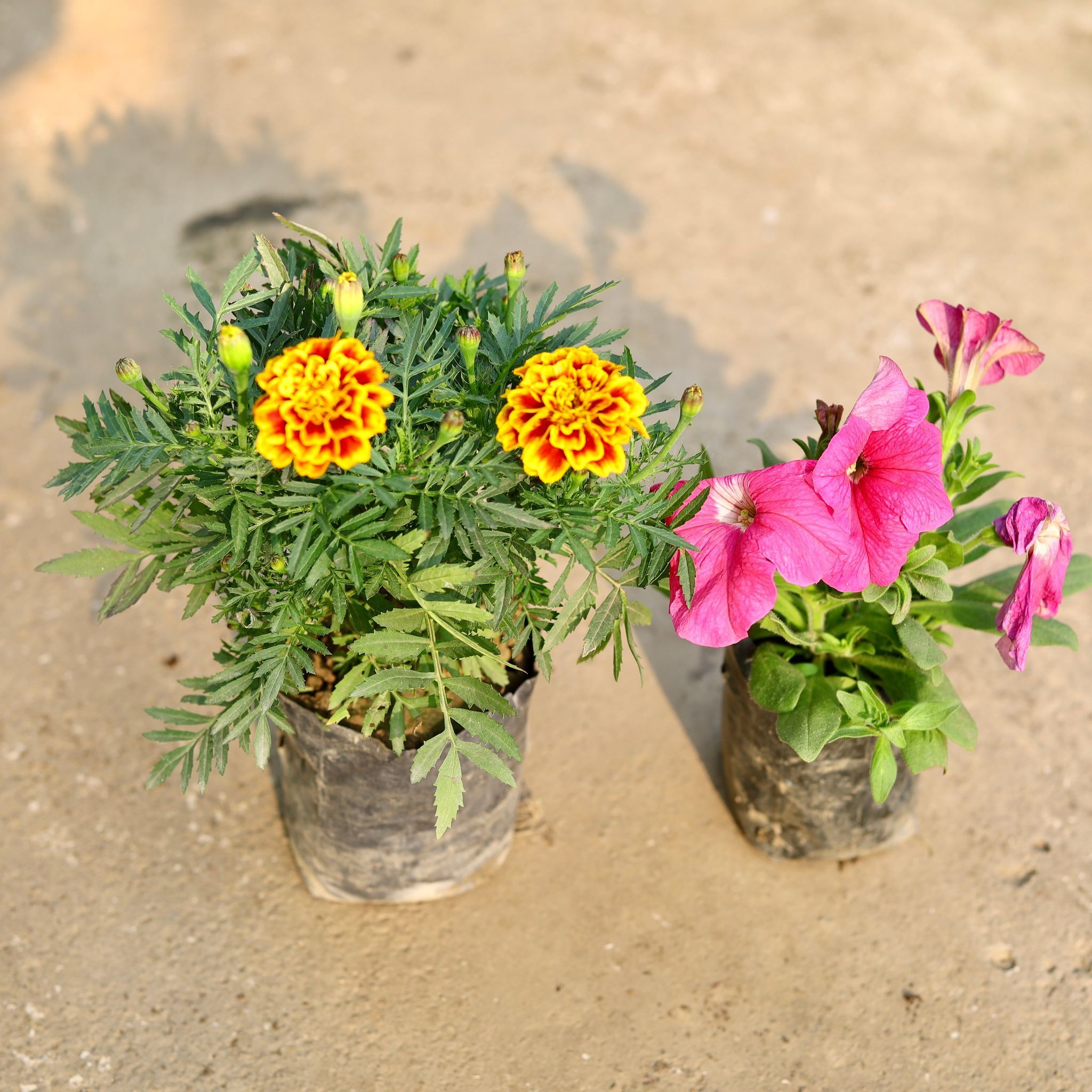 Set of 2 - Marigold Yellow & Petunia (any colour) in 4 Inch Nursery Bag