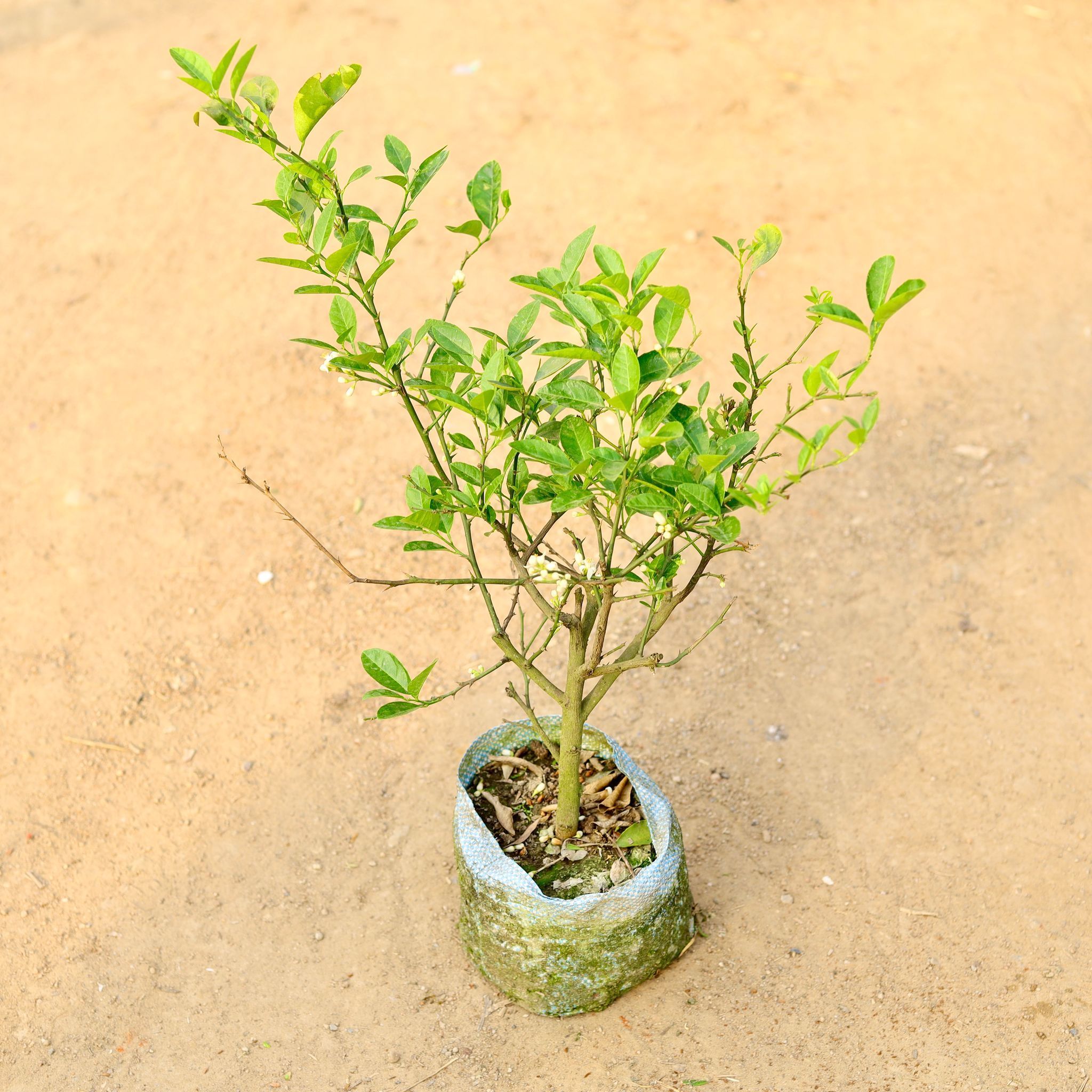 Kagzi Lemon /Nimbu Plant Fruited in 7 Inch Nursery Bag