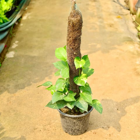 Money Plant Green with (~ 3 Ft) Moss Stick in 10 Inch Nursery Pot